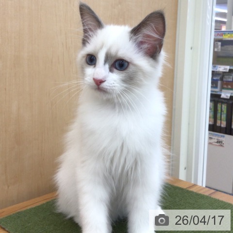 ラグドールの写真