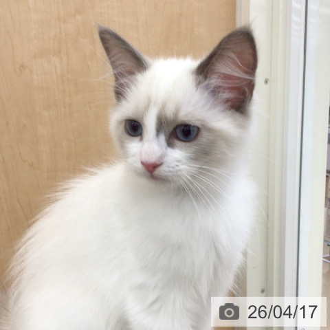 ラグドールの写真