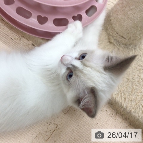 ラグドールの写真