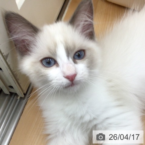 ラグドールの写真