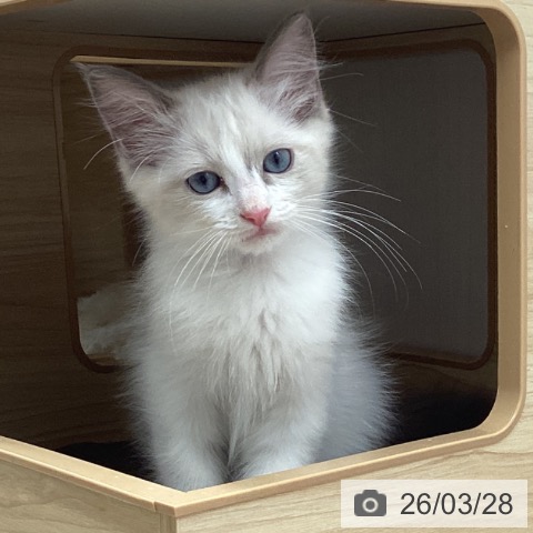 宮城県のラグドール (ペットプラス 名取店/2026年1月7日生まれ/男の子/ブルーポイントバイカラー)の子猫の3枚目の画像