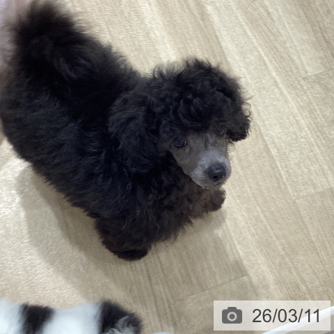 トイ・プードルの写真