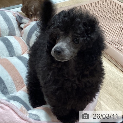 トイ・プードルの写真