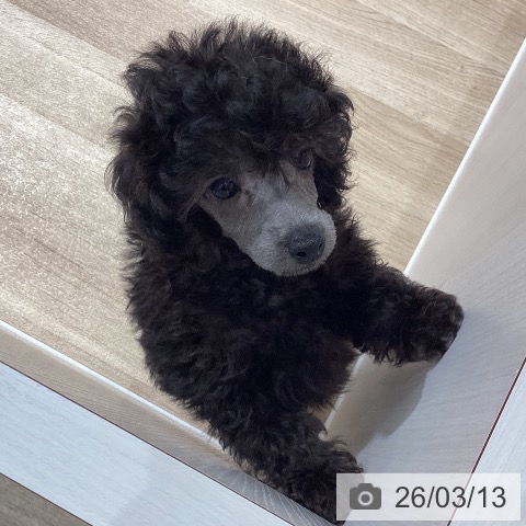 埼玉県のトイプードル(トイ) (ペットプラス ピオニウォーク東松山店/2026年1月5日生まれ/男の子/シルバー)の子犬の4枚目の画像