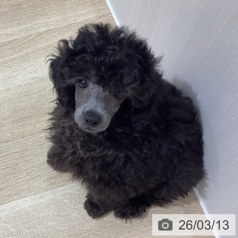 埼玉県のトイプードル(トイ) (ペットプラス ピオニウォーク東松山店/2026年1月5日生まれ/男の子/シルバー)の子犬の3枚目の画像