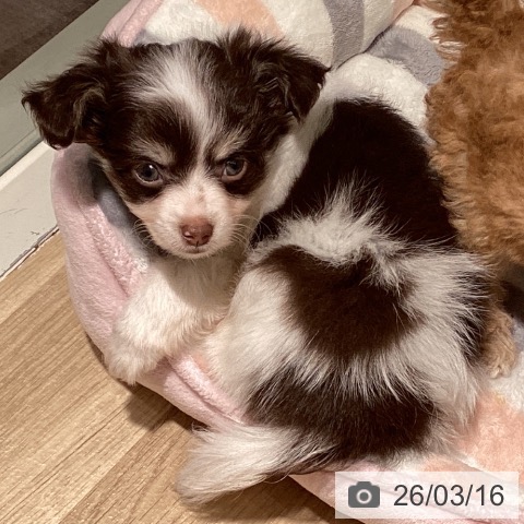 埼玉県のチワワ(ロング) (ペットプラス イオンモール春日部店/2026年1月8日生まれ/男の子/ホワイトチョコレートタン)の子犬の3枚目の画像