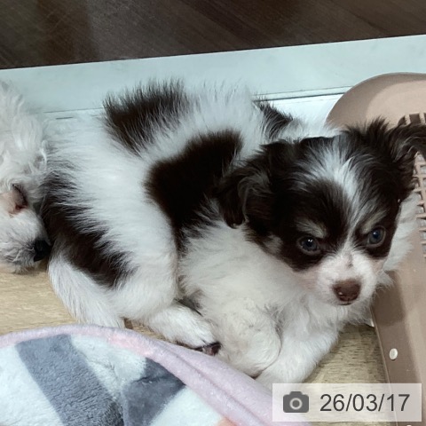 埼玉県のチワワ(ロング) (ペットプラス イオンモール春日部店/2026年1月8日生まれ/男の子/ホワイトチョコレートタン)の子犬の3枚目の画像