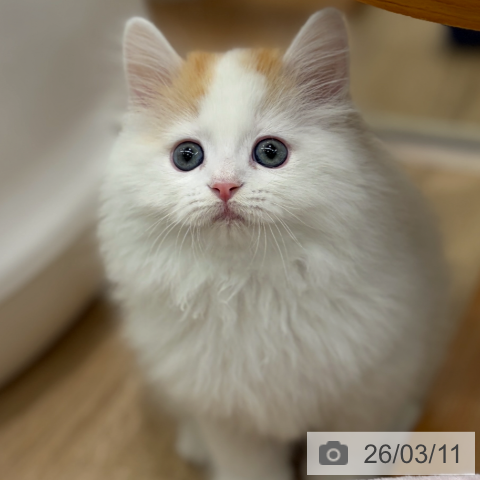 ラガマフィンの写真