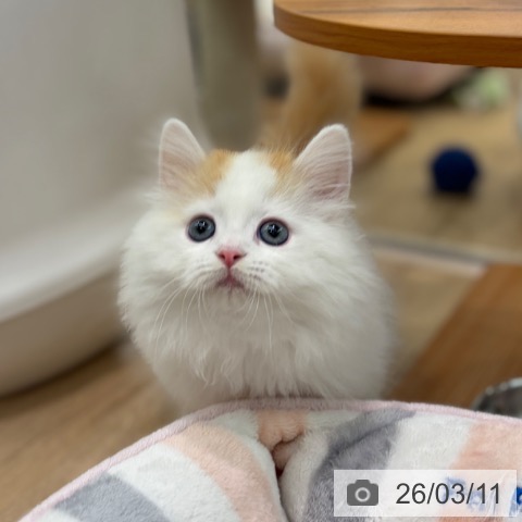 ラガマフィンの写真