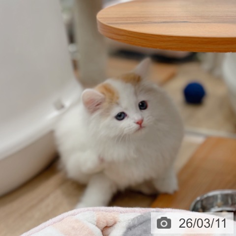 ラガマフィンの写真