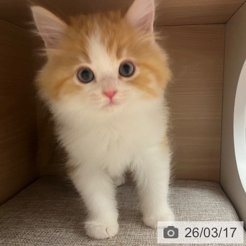 ラガマフィンの写真