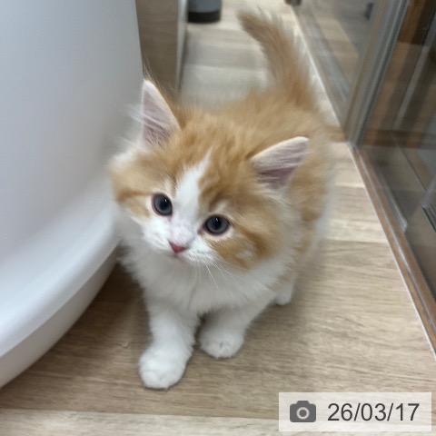 ラガマフィンの写真