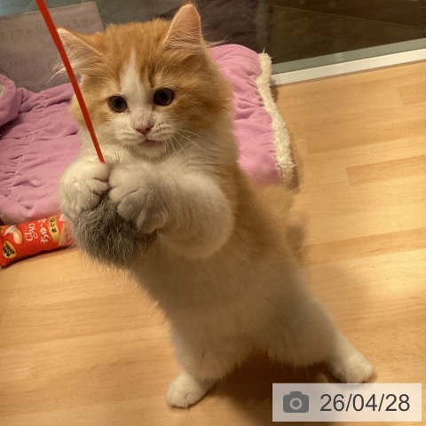 神奈川県のラガマフィン (ペットプラス 座間店/2026年1月9日生まれ/男の子/レッドタビーホワイト)の子猫の4枚目の画像