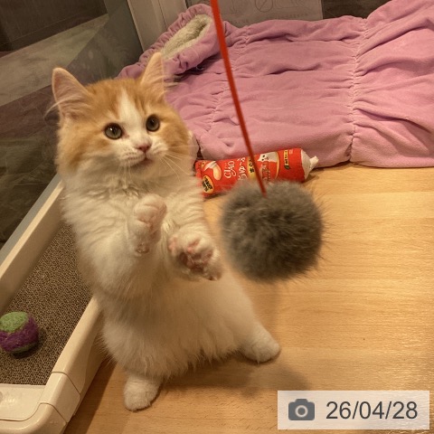 神奈川県のラガマフィン (ペットプラス 座間店/2026年1月9日生まれ/男の子/レッドタビーホワイト)の子猫の3枚目の画像