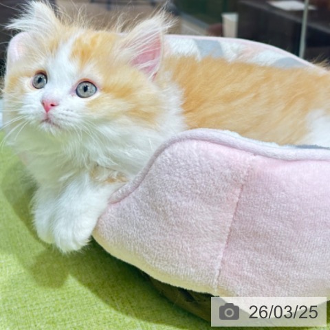 京都府のラガマフィン (ペットプラス 京都桂川店/2026年1月9日生まれ/女の子/レッドタビーホワイト)の子猫の3枚目の画像