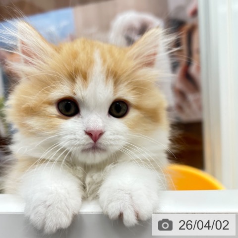 京都府のラガマフィン (ペットプラス 京都桂川店/2026年1月9日生まれ/女の子/レッドタビーホワイト)の子猫の3枚目の画像