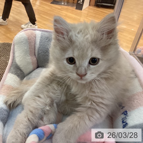 京都府のラガマフィン (ペットプラス イオンモールKYOTO店/2026年1月9日生まれ/男の子/クリームタビー)の子猫の3枚目の画像