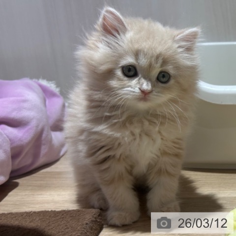 ラガマフィンの写真