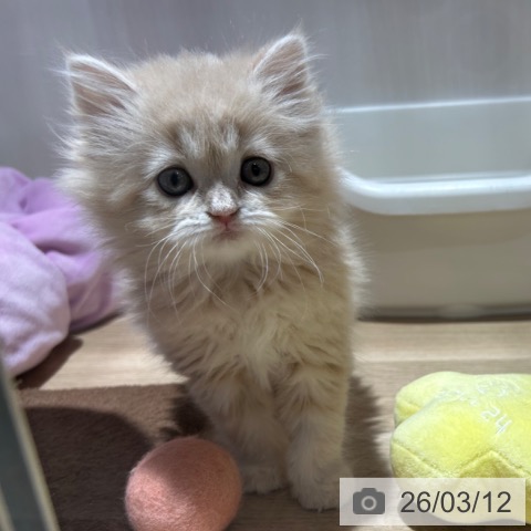 ラガマフィンの写真