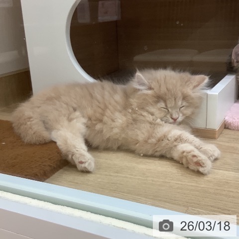 埼玉県のラガマフィン (ペットプラス ららぽーと新三郷店/2026年1月9日生まれ/女の子/クリームタビー)の子猫の3枚目の画像