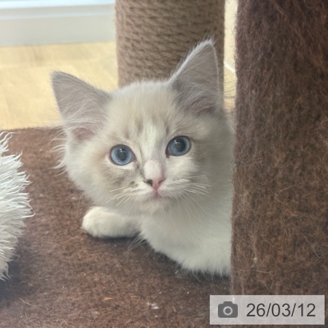 京都府のラグドール (ペットプラス イオンモールKYOTO店/2025年12月27日生まれ/男の子/ブルーポイントバイカラー)の子猫の3枚目の画像