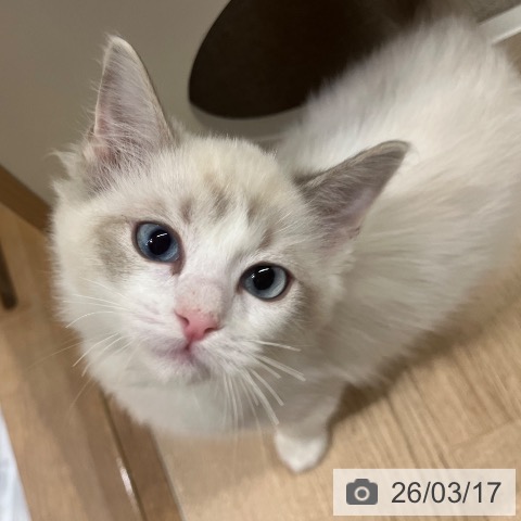 神奈川県のラグドール (ペットプラス モザイクモール港北店/2025年12月27日生まれ/女の子/ブルーポイントバイカラー)の子猫の3枚目の画像