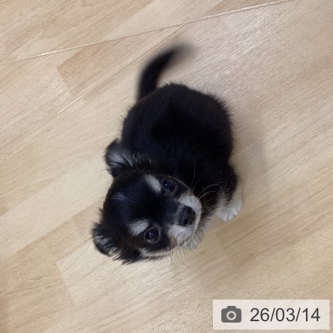 埼玉県のチワワ(ロング) (ペットプラス 浦和美園店/2026年1月9日生まれ/男の子/ブラックタンホワイト)の子犬の4枚目の画像