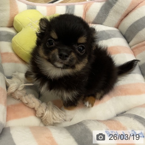 埼玉県のチワワ(ロング) (ペットプラス 所沢店/2026年1月9日生まれ/男の子/ブラックタンホワイト)の子犬の3枚目の画像