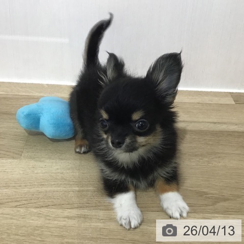 埼玉県のチワワ(ロング) (ペットプラス 所沢店/2026年1月9日生まれ/男の子/ブラックタンホワイト)の子犬の3枚目の画像