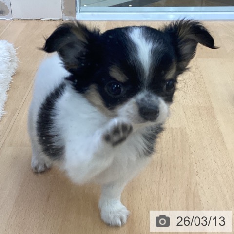 埼玉県のチワワ(ロング) (ペットプラス 羽生店/2026年1月9日生まれ/女の子/ホワイトブラックタン)の子犬の4枚目の画像