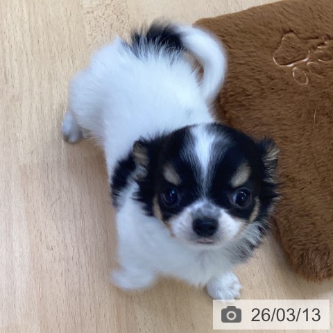 埼玉県のチワワ(ロング) (ペットプラス 羽生店/2026年1月9日生まれ/女の子/ホワイトブラックタン)の子犬の3枚目の画像