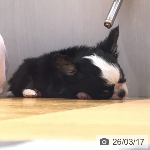 山形県のチワワ(ロング) (ペットプラス 天童店/2026年1月10日生まれ/男の子/ブラックタンホワイト)の子犬の3枚目の画像