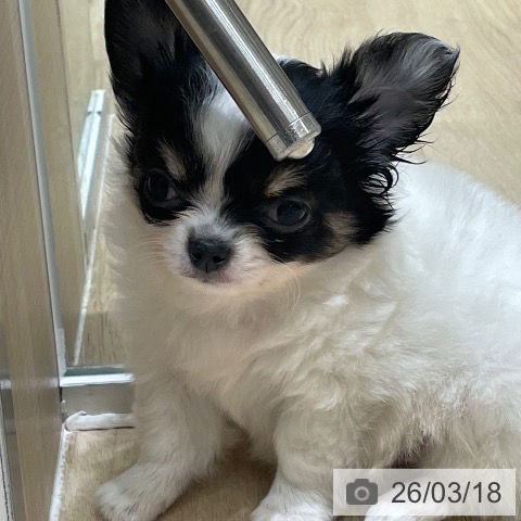 埼玉県のチワワ(ロング) (ペットプラス ららぽーと富士見店/2026年1月10日生まれ/男の子/ホワイトブラックタン)の子犬の3枚目の画像