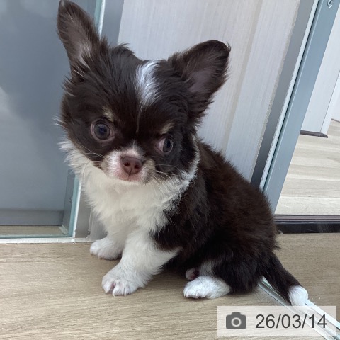 宮城県のチワワ(ロング) (ペットプラス 仙台上杉店/2026年1月10日生まれ/女の子/チョコレートタンホワイト)の子犬の4枚目の画像