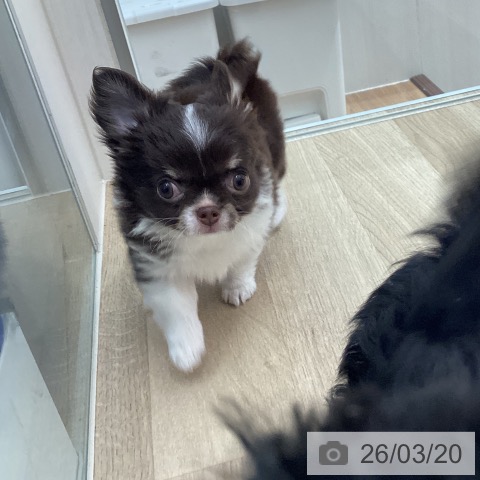 宮城県のチワワ(ロング) (ペットプラス 仙台上杉店/2026年1月10日生まれ/女の子/チョコレートタンホワイト)の子犬の4枚目の画像