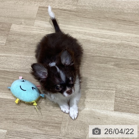 岩手県のチワワ(ロング) (ペットプラス 盛岡南店/2026年1月10日生まれ/女の子/チョコレートタンホワイト)の子犬の4枚目の画像