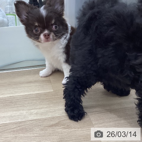 宮城県のチワワ(ロング) (ペットプラス 仙台上杉店/2026年1月10日生まれ/女の子/チョコレートタンホワイト)の子犬の3枚目の画像