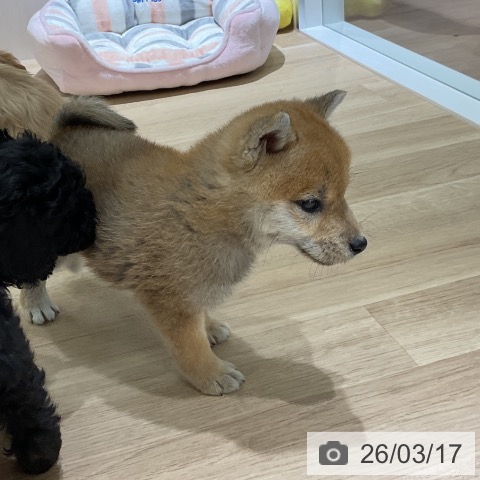 神奈川県の柴犬(標準サイズ) (ペットプラス モザイクモール港北店/2026年1月8日生まれ/女の子/赤)の子犬の3枚目の画像
