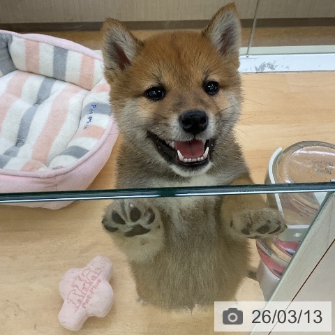 福岡県の柴犬(標準サイズ) (ペットプラス ららぽーと福岡店/2026年1月9日生まれ/男の子/赤)の子犬の3枚目の画像