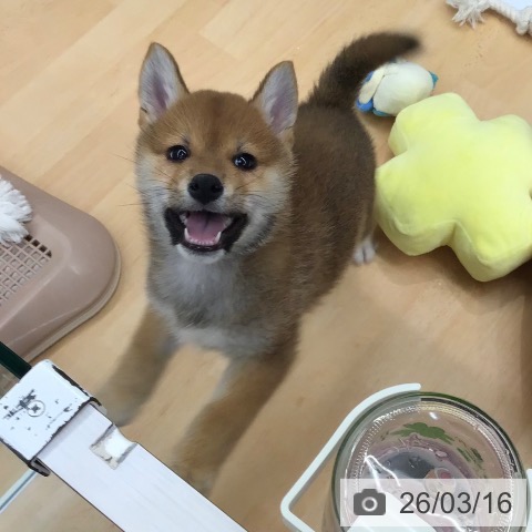 熊本県の柴犬(標準サイズ) (ペットプラス 熊本店/2026年1月10日生まれ/男の子/赤)の子犬の3枚目の画像