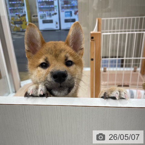 柴の写真