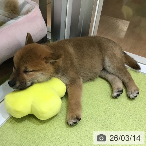 沖縄県の柴犬(標準サイズ) (ペットプラス 沖縄ライカム店/2026年1月10日生まれ/男の子/赤)の子犬の4枚目の画像
