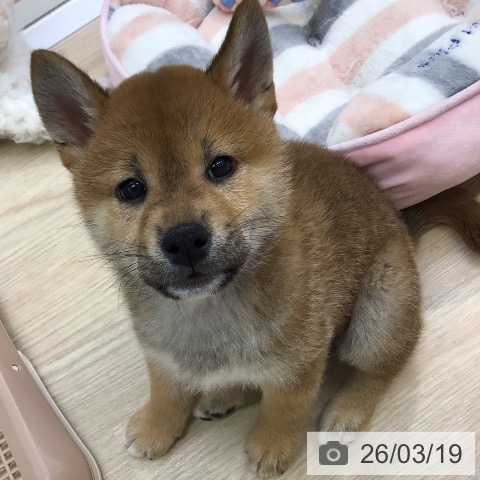 沖縄県の柴犬(標準サイズ) (ペットプラス 沖縄ライカム店/2026年1月10日生まれ/男の子/赤)の子犬の3枚目の画像