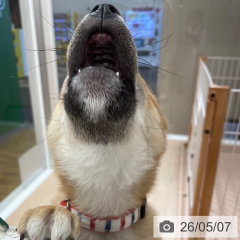 福岡県の柴犬(標準サイズ) (ペットプラス ららぽーと福岡店/2026年1月10日生まれ/男の子/赤)の子犬の4枚目の画像