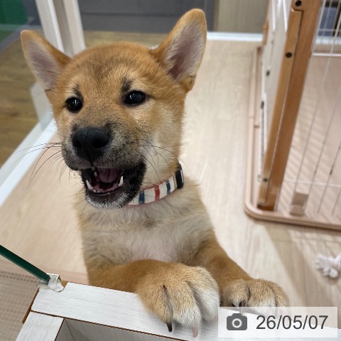 福岡県の柴犬(標準サイズ) (ペットプラス ららぽーと福岡店/2026年1月10日生まれ/男の子/赤)の子犬の3枚目の画像