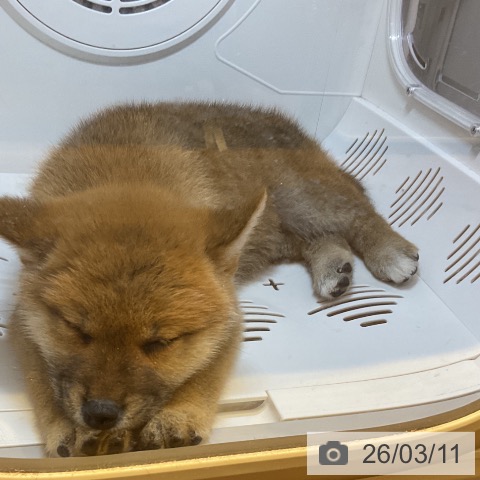 埼玉県の柴犬(標準サイズ) (ペッツワン 吉川美南店/2026年1月10日生まれ/女の子/赤)の子犬の4枚目の画像