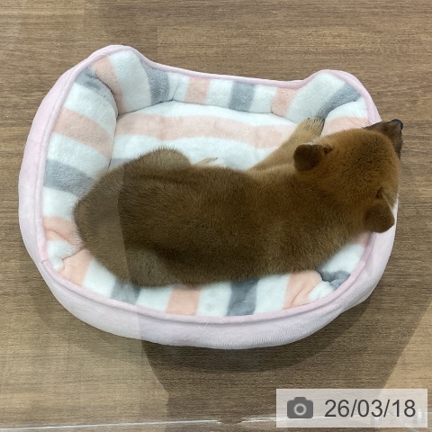 埼玉県の柴犬(標準サイズ) (ペッツワン 吉川美南店/2026年1月10日生まれ/女の子/赤)の子犬の3枚目の画像