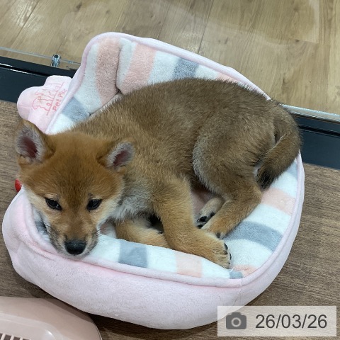 埼玉県の柴犬(標準サイズ) (ペッツワン 吉川美南店/2026年1月10日生まれ/女の子/赤)の子犬の4枚目の画像