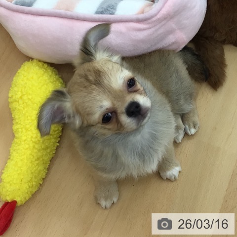 青森県のチワワ(ロング) (ペットプラス 青森浜田店/2026年1月9日生まれ/女の子/フォーンホワイト)の子犬の4枚目の画像