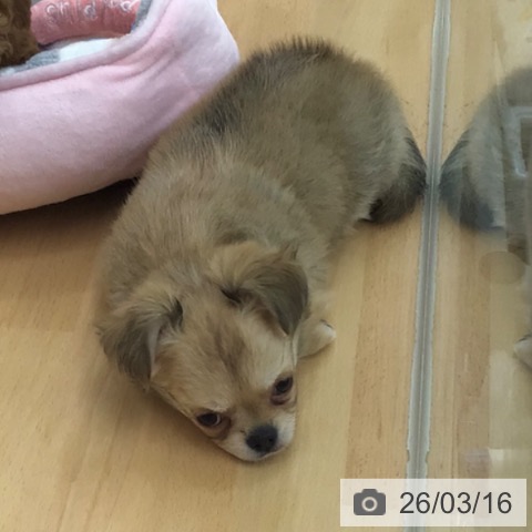 青森県のチワワ(ロング) (ペットプラス 青森浜田店/2026年1月9日生まれ/女の子/フォーンホワイト)の子犬の4枚目の画像